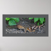 Chipmunk-Foto-Poster Poster (Vorne)