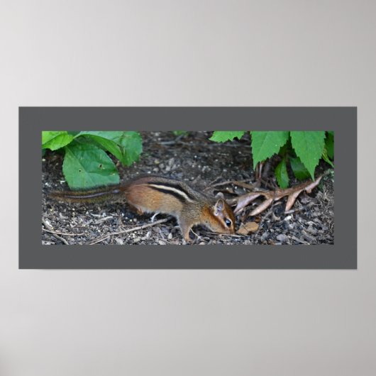 Chipmunk-Foto-Poster Poster (Vorne)