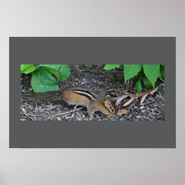 Chipmunk-Foto-Poster Poster