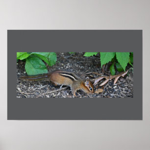 Chipmunk-Foto-Poster Poster