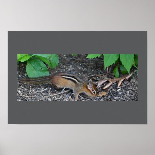 Chipmunk-Foto-Poster Poster (Vorne)