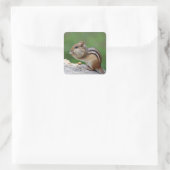 Chipmunk frisst Nüsse Quadratischer Aufkleber (Tasche)