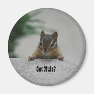 Chipmunk "got Nüsse?" Magnet