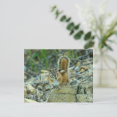 Chipmunk im Glacier-Nationalpark (Stehend Vorderseite)