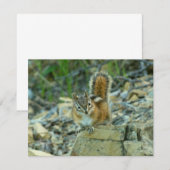 Chipmunk im Glacier-Nationalpark (Vorne/Hinten)