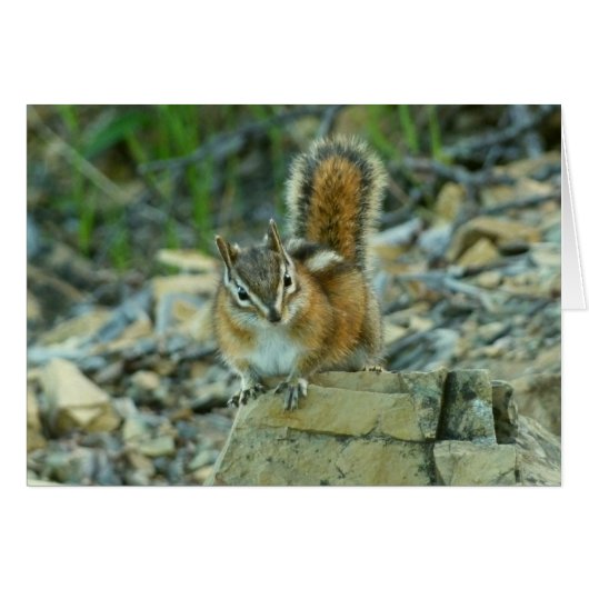 Chipmunk im Glacier-Nationalpark (Vorderseite (Horizontal))