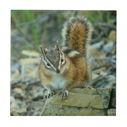 Chipmunk im Glacier-Nationalpark Fliese (Vorderseite)
