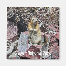 Chipmunk im Glacier-Nationalpark