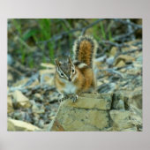 Chipmunk im Glacier-Nationalpark Poster (Vorne)