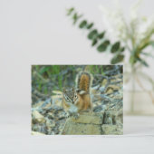Chipmunk im Glacier-Nationalpark Postkarte (Stehend Vorderseite)