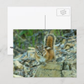 Chipmunk im Glacier-Nationalpark Postkarte (Vorne/Hinten)
