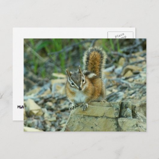 Chipmunk im Glacier-Nationalpark Postkarte (Vorne/Hinten)