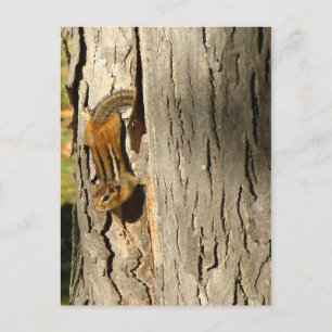 Chipmunk im Herbst Postkarte