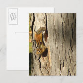 Chipmunk im Herbst Postkarte (Vorne/Hinten)