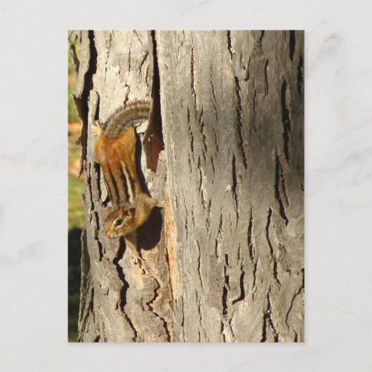 Chipmunk im Herbst Postkarte (Vorderseite)
