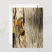 Chipmunk im Herbst Postkarte (Vorne/Hinten)