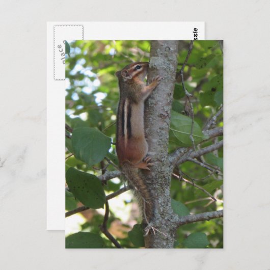 Chipmunk im Wald Postkarte (Vorne/Hinten)