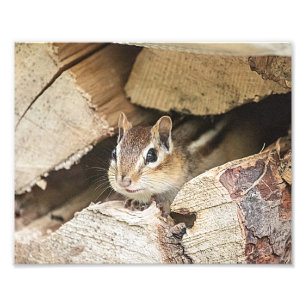 Chipmunk in einem Holzstapel Fotodruck