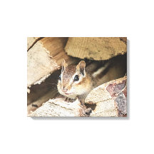 Chipmunk in einem Holzstapel
