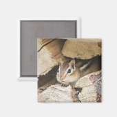 Chipmunk in einem Holzstapel Magnet (Vorderseite/Rückseite)