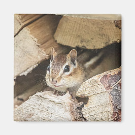 Chipmunk in einem Holzstapel Magnet