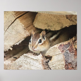 Chipmunk in einem Holzstapel Poster