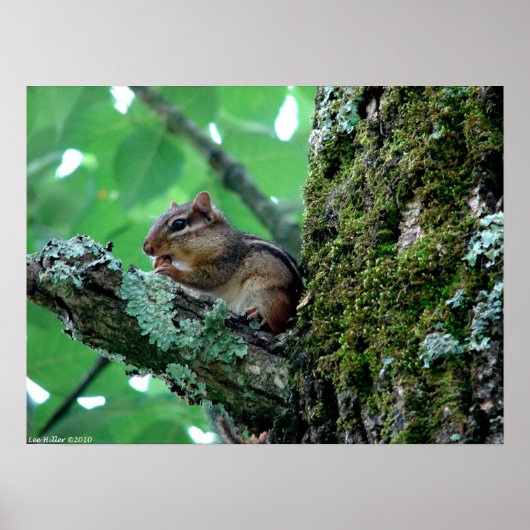 Chipmunk in Treating Breakfast Poster (Vorne)
