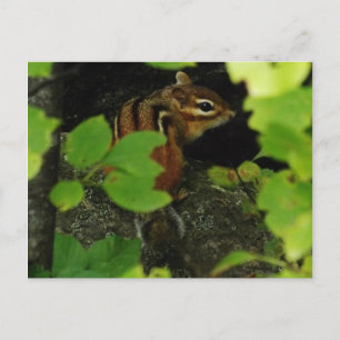 Chipmunk in Warren Vermont Postkarte