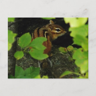Chipmunk in Warren Vermont Postkarte