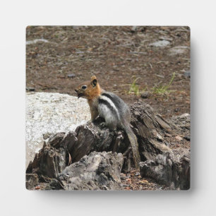 Chipmunk in Yosemite, Kalifornien Fotoplatte