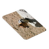 Chipmunk in Yosemite, Kalifornien Magnet (Rechte Seite)