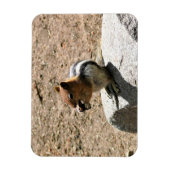 Chipmunk in Yosemite, Kalifornien Magnet (Vertikal)