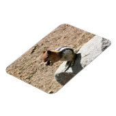 Chipmunk in Yosemite, Kalifornien Magnet (Linke Seite)