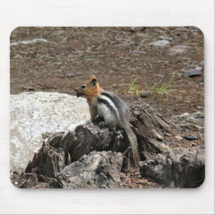 Chipmunk in Yosemite, Kalifornien Mousepad