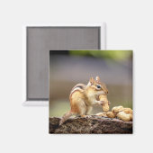 Chipmunk isst Erdnuss Magnet (Vorderseite/Rückseite)