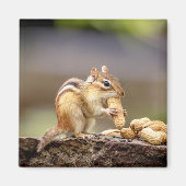Chipmunk isst Erdnuss Magnet (Vorne)