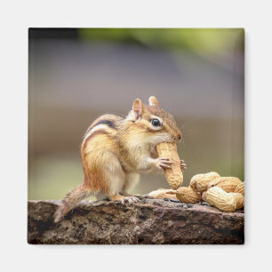 Chipmunk isst Erdnuss Magnet