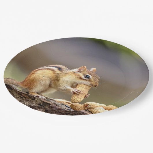 Chipmunk isst Erdnuss Pappteller (Schrägansicht)