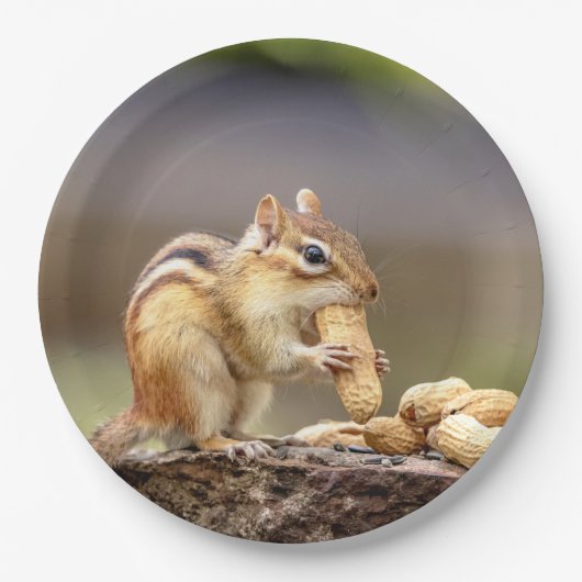 Chipmunk isst Erdnuss Pappteller (Vorderseite)