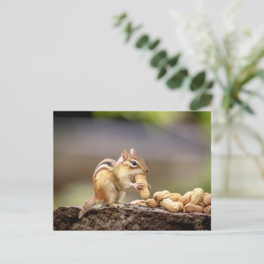 Chipmunk isst Erdnuss Postkarte (Stehend Vorderseite)