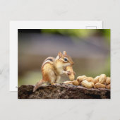Chipmunk isst Erdnuss Postkarte (Vorne/Hinten)