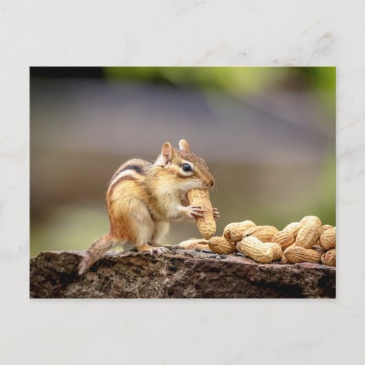 Chipmunk isst Erdnuss Postkarte (Vorderseite)