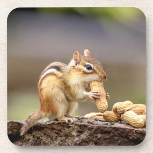 Chipmunk isst Erdnuss Untersetzer