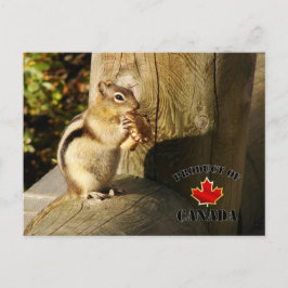 Chipmunk isst Pilze Postkarte