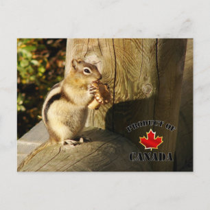 Chipmunk isst Pilze Postkarte