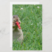 Chipmunk.JPG Briefpapier (Vorne/Hinten)