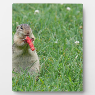 Chipmunk.JPG Fotoplatte