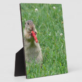 Chipmunk.JPG Fotoplatte (Seite)