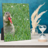 Chipmunk.JPG Fotoplatte (Seite)