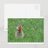 Chipmunk.JPG Postkarte (Vorne/Hinten)